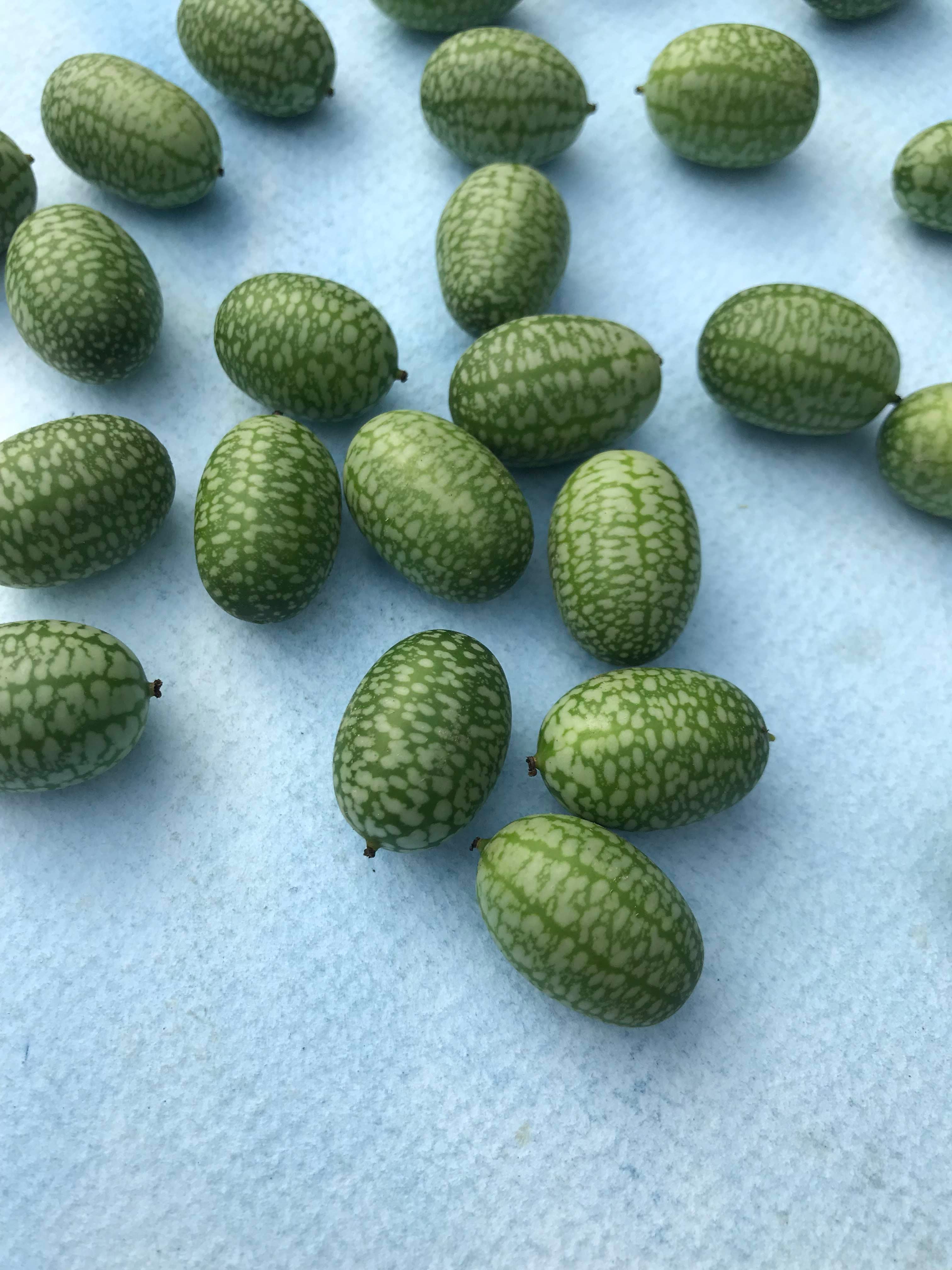 Mexican Sour Gherkin Seedlings