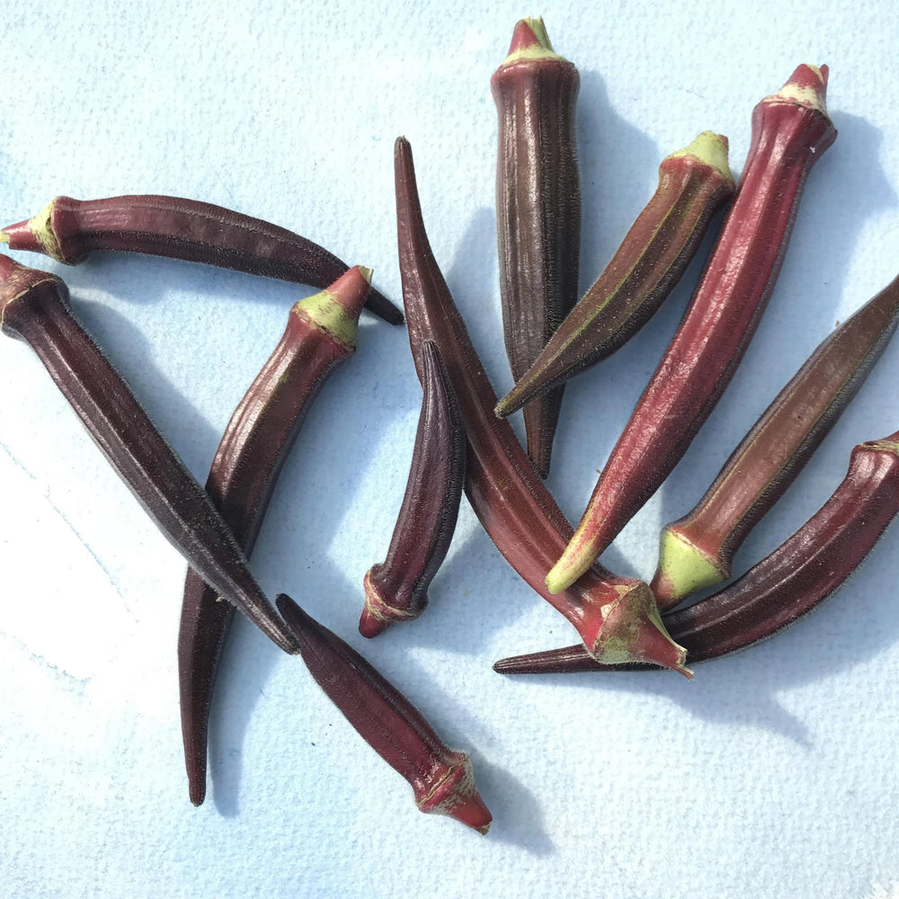 Burgundy Okra Seedlings