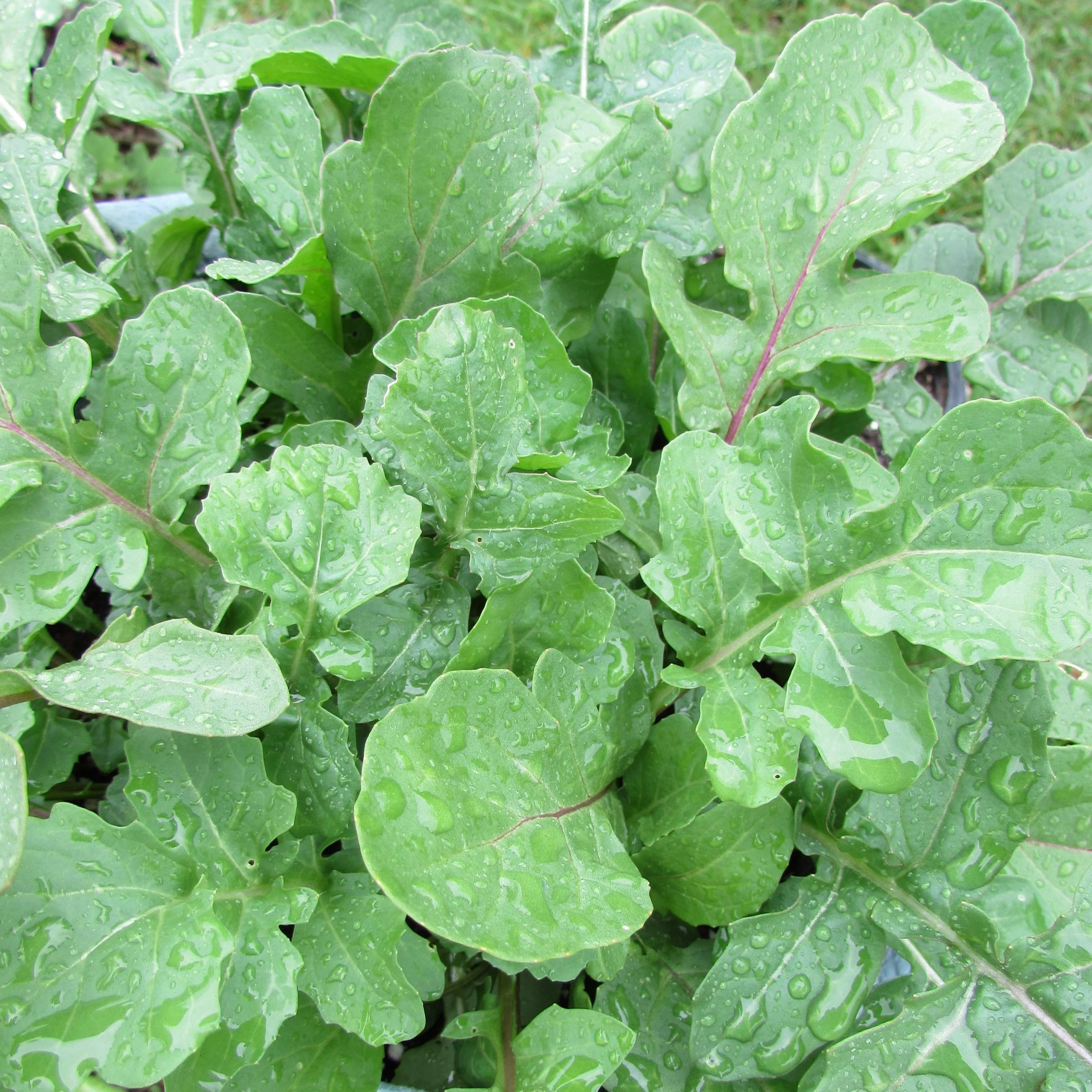 Arugula Seedlings