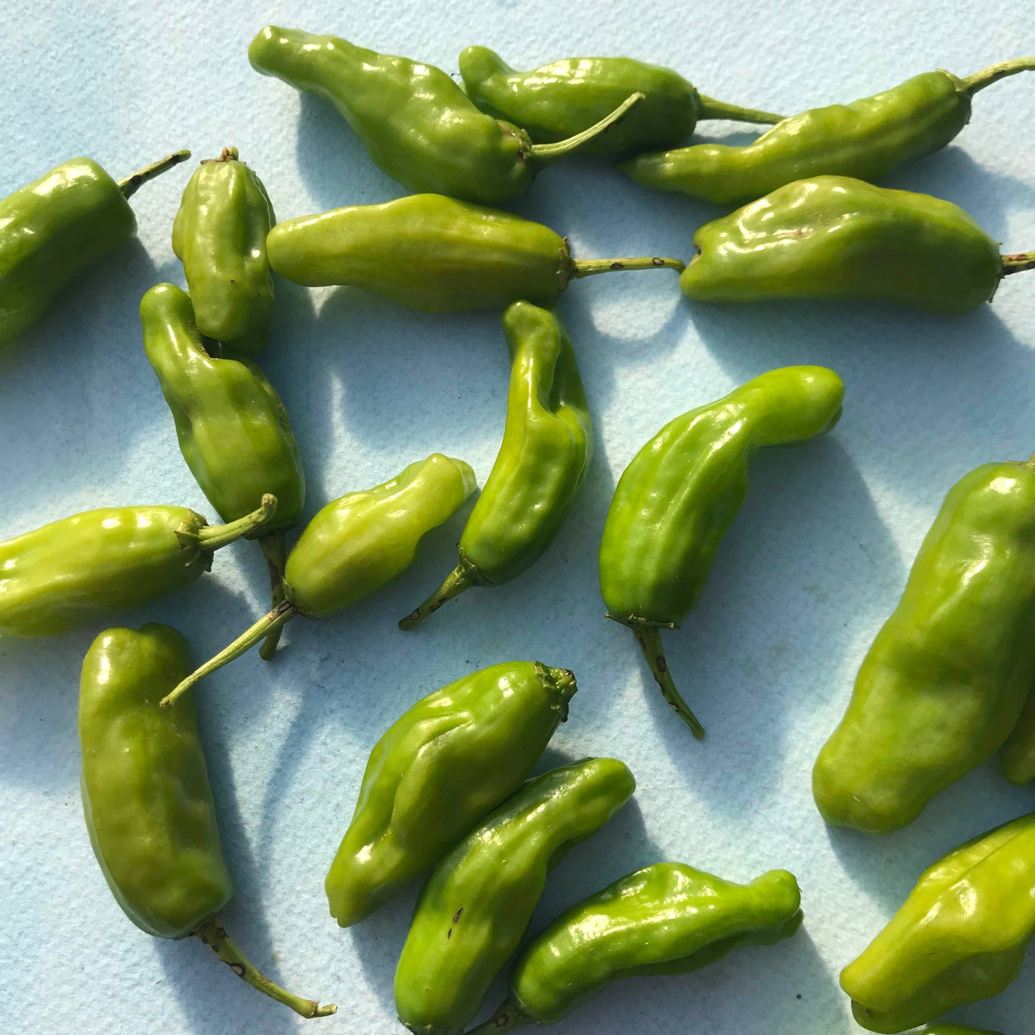 Shishito Pepper Seedlings