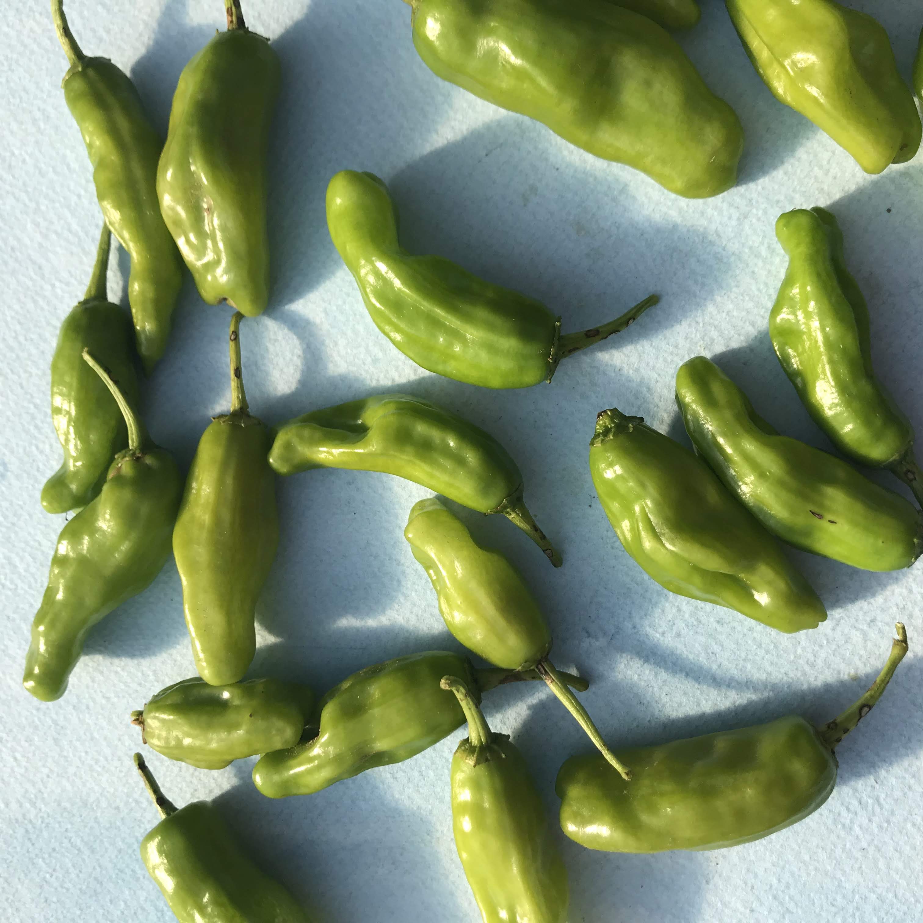 Shishito Pepper Seedlings