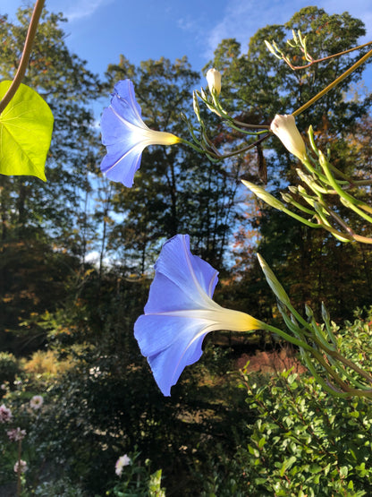 blue heavenly morning glory seeds Heavenly Blue Morning Glory Seeds 300 Seeds