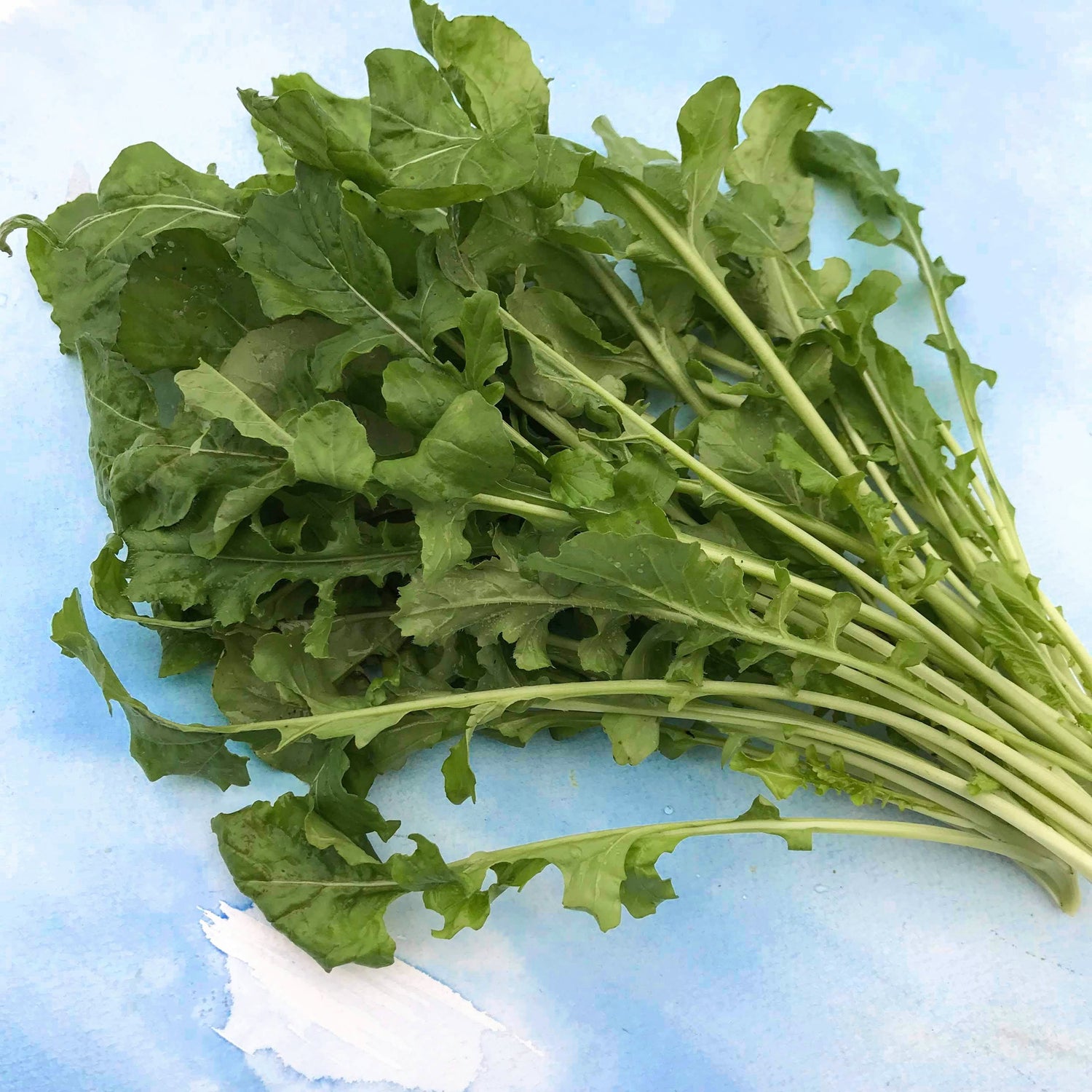 Arugula Seedlings