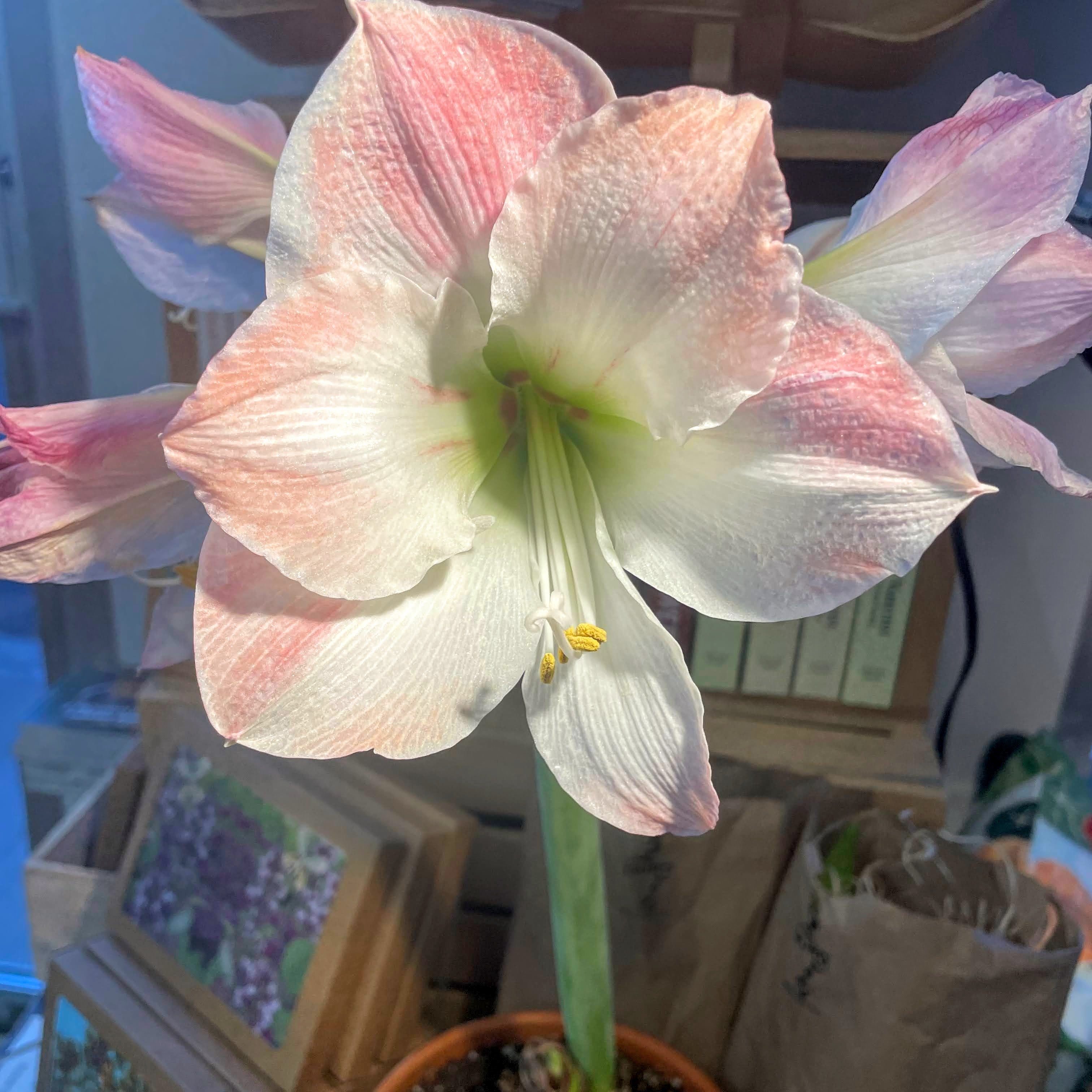 Dutch Amaryllis &