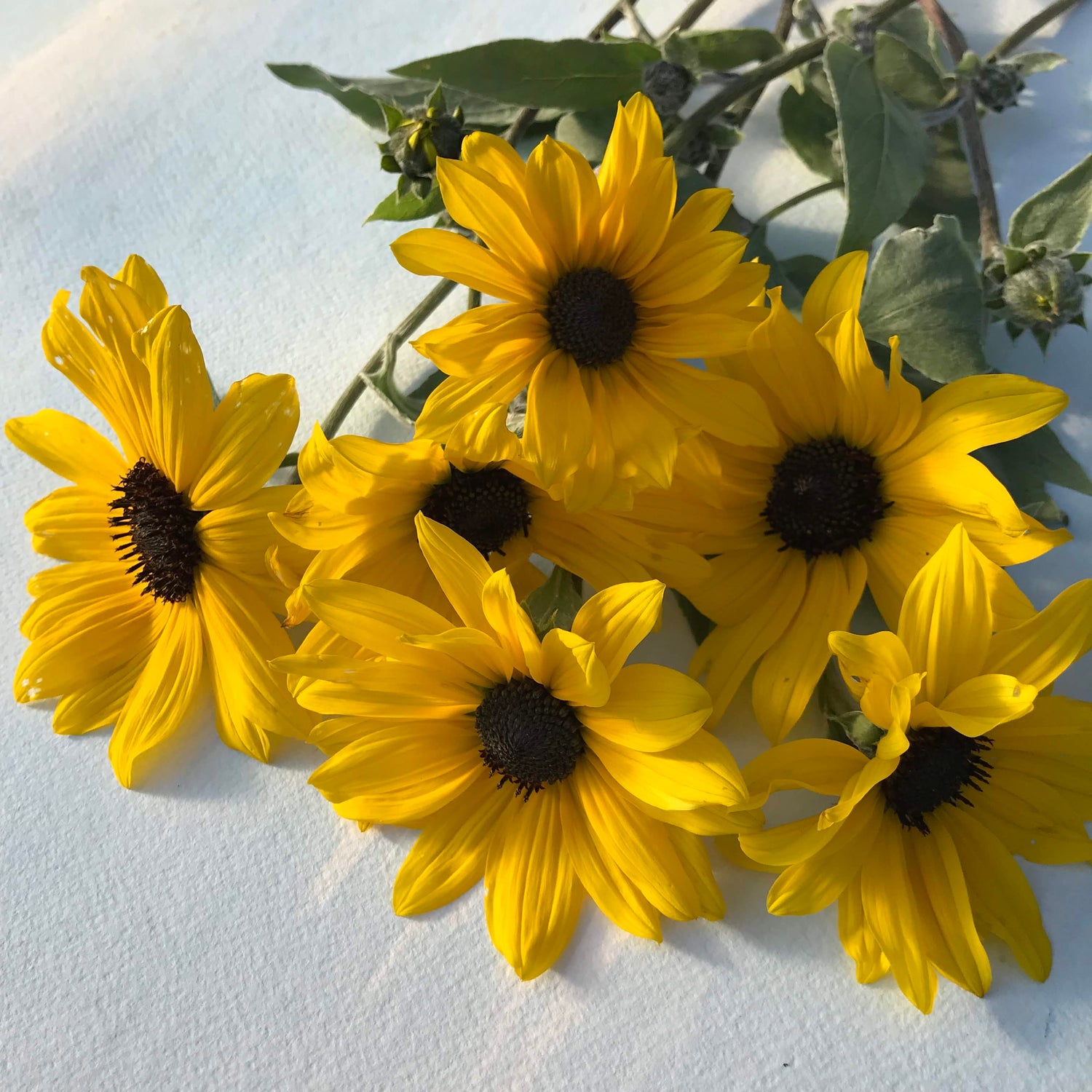 Silverleaf Sunflower Seedlings