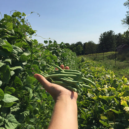 planting green bean seeds outdoors Ideal Market Pole Green Bean