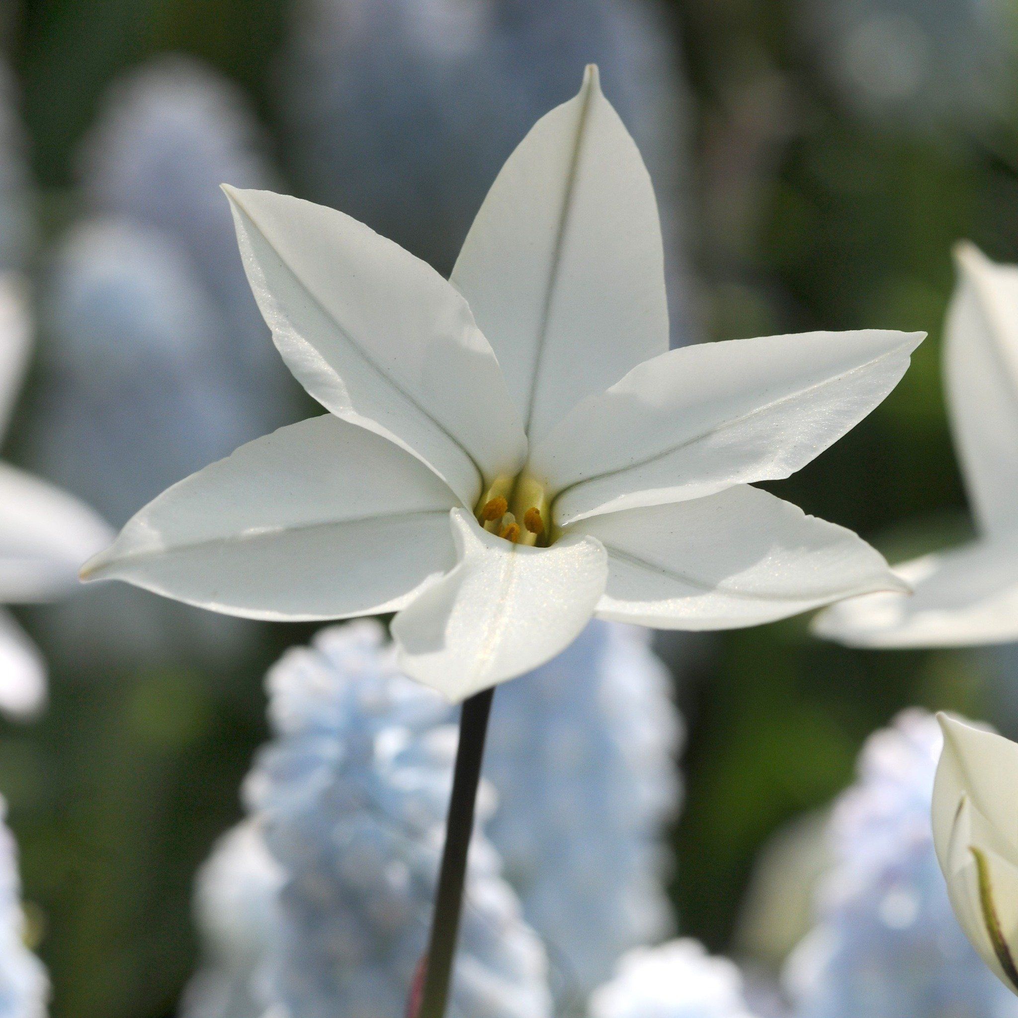 Ipheion uniflorum &quot;Alberto Castillo&quot; vendor-unknown