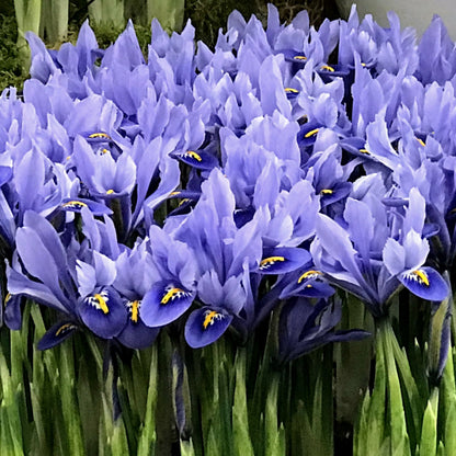 Rock Iris reticulata &