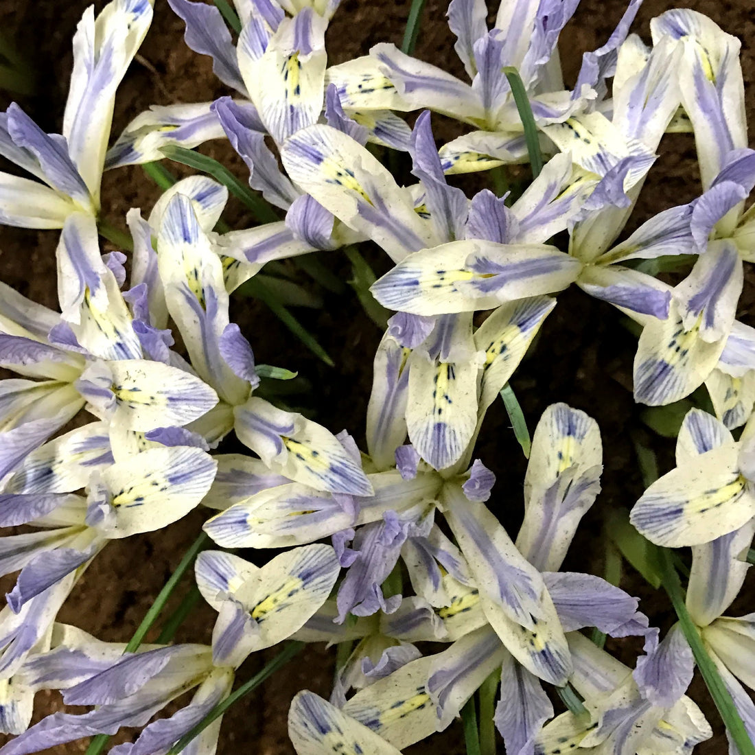 Rock Iris reticulata &