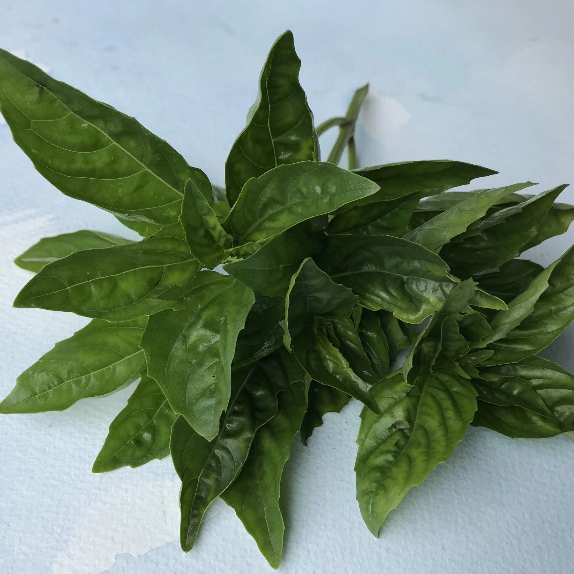 Italian large leaf basil organic seeds hudson valley seed company
