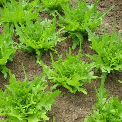 Italienischer Lettuce vendor-unknown