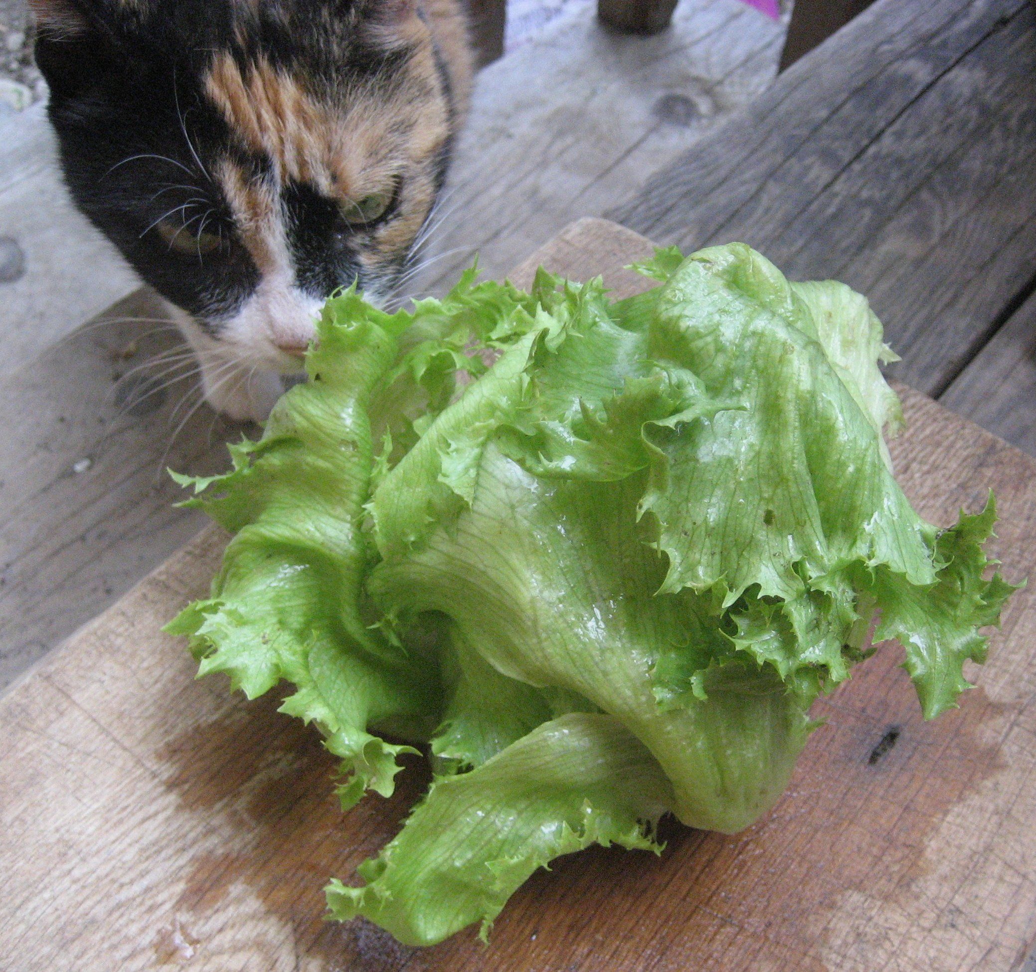 Ithaca Lettuce vendor-unknown