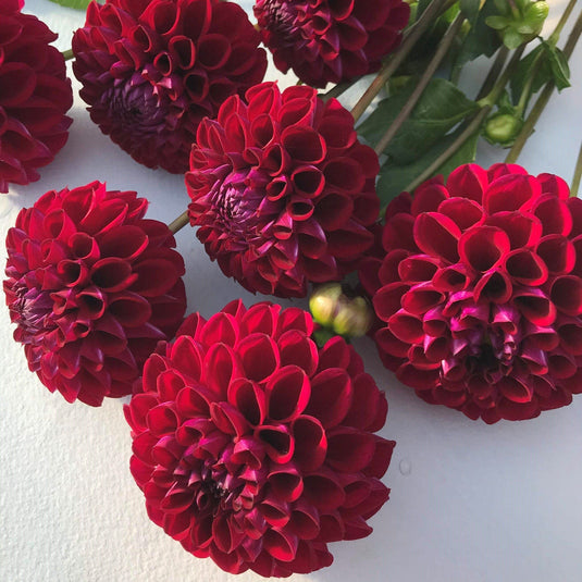 ivanetti-dahlia-organic-tuber-hudson-valley-seed-company