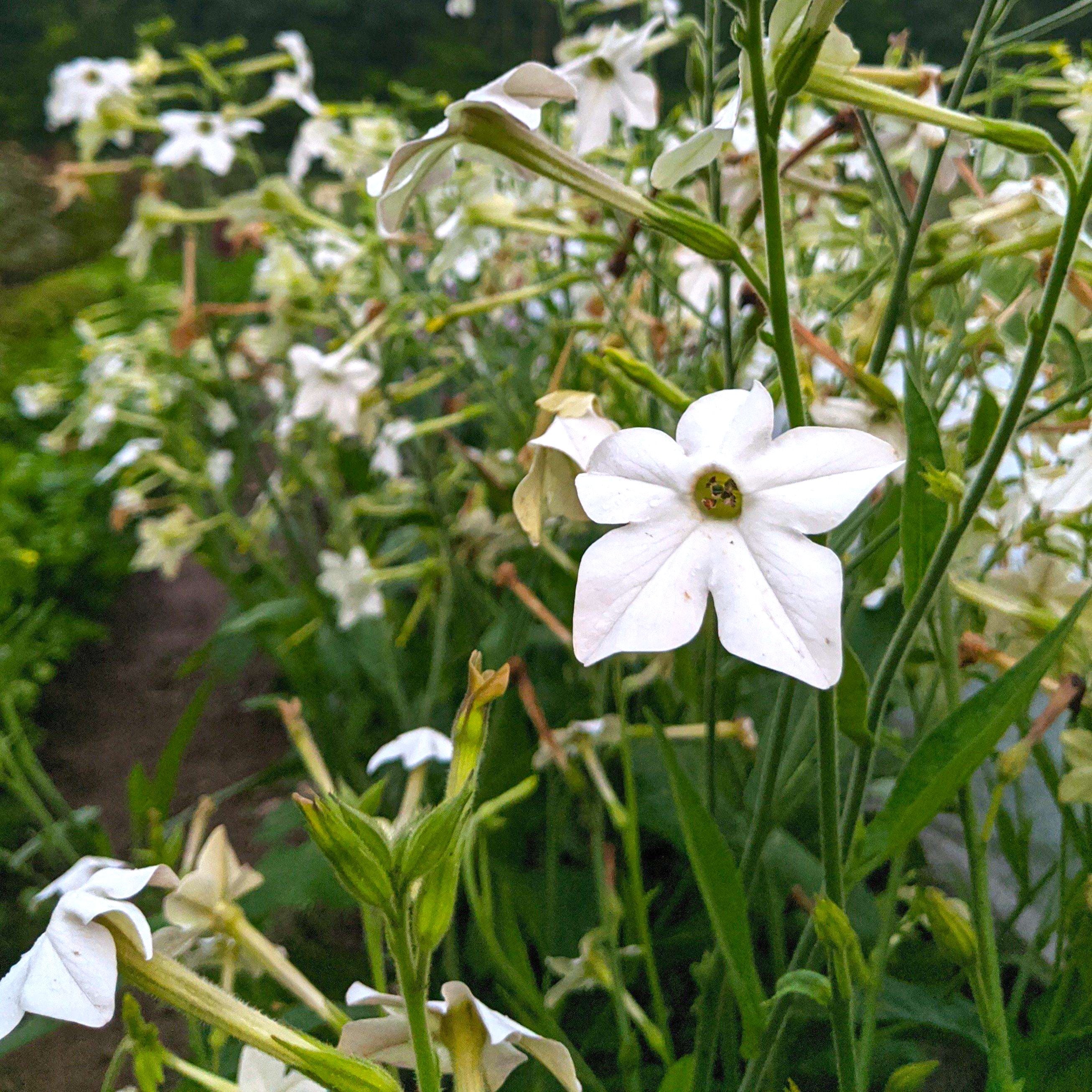 jasmine tobacco plant for sale Flowering broad leafed plants with graceful sprays of white tubular blossoms ~100 'Jasmine' scented flowering Tobacco