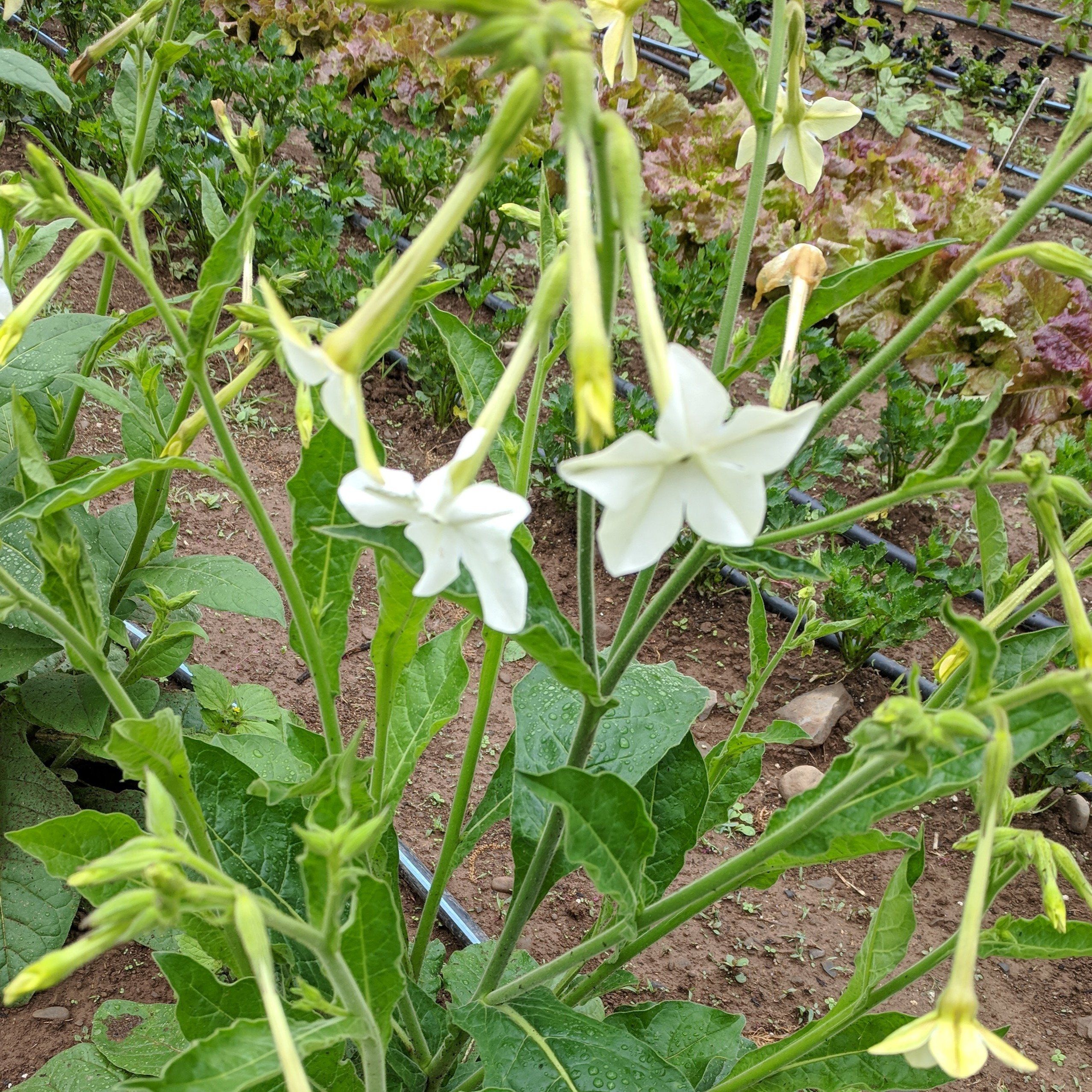 Jasmine-Scented Nicotiana vendor-unknown