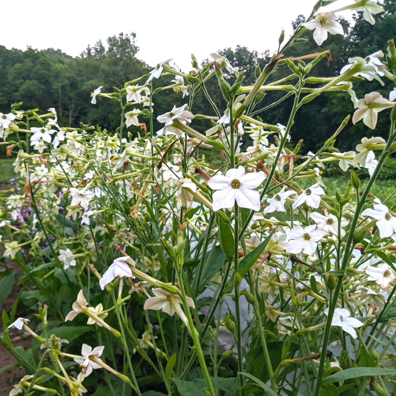 Jasmine-Scented Nicotiana