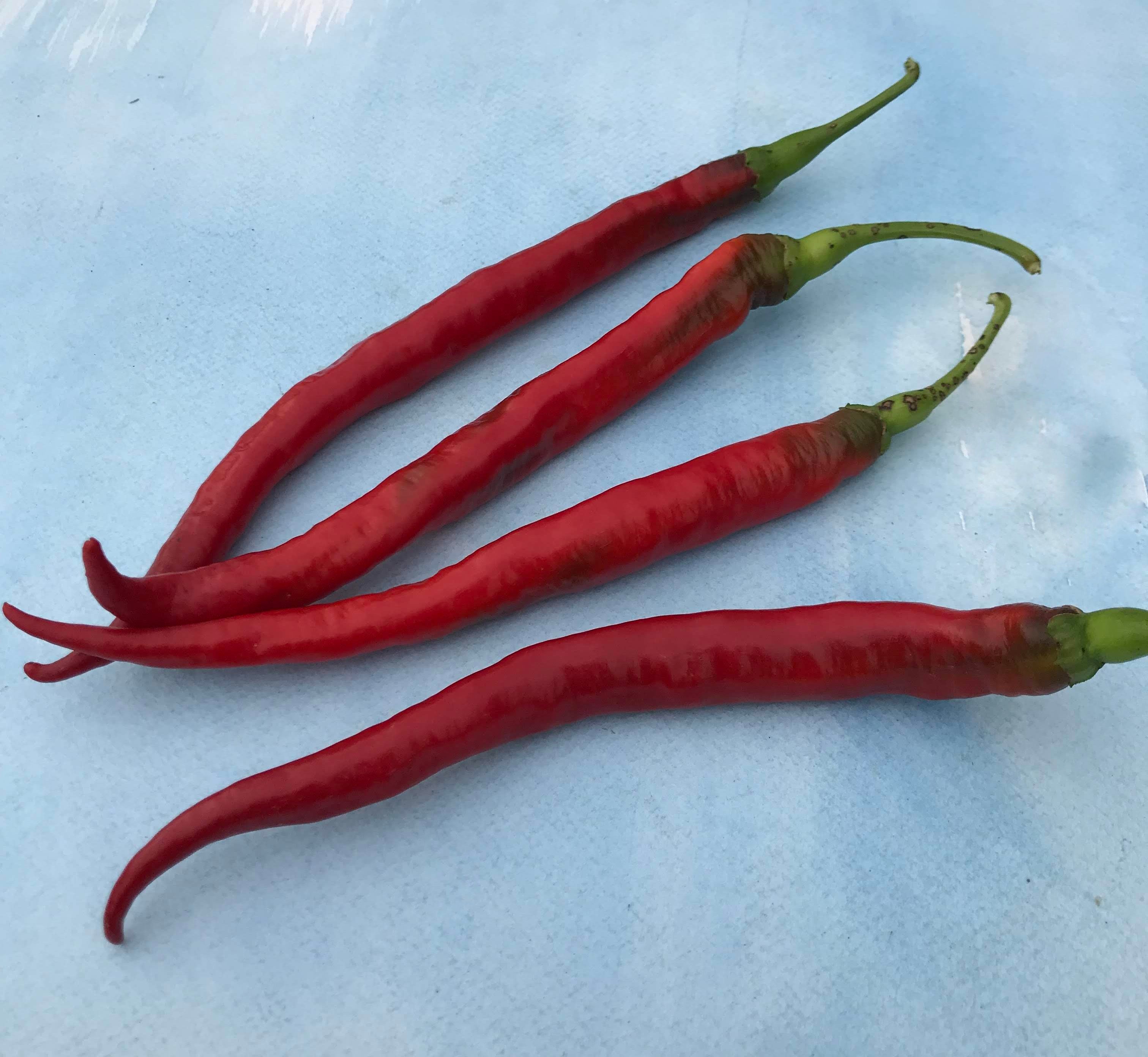 Joe's Long Cayenne Pepper Organic Seeds – Hudson Valley Seed Company