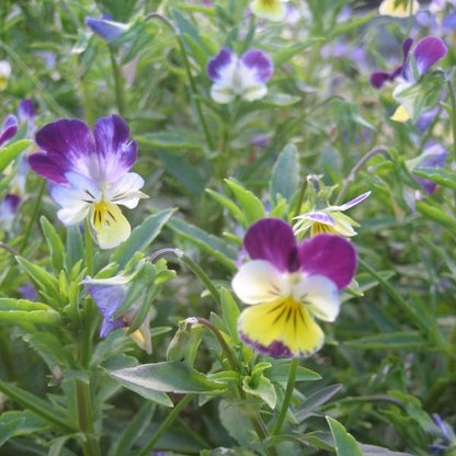 johnny jump up flower seeds Johnny Jump-Up