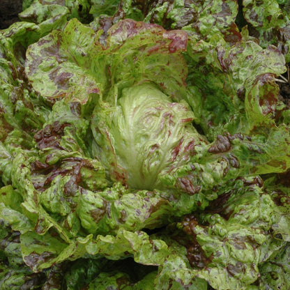 Joker Lettuce vendor-unknown