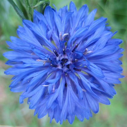 blue flower seeds for sale Jubilee Gem Bachelor Buttons Organic Seeds 100 Seeds / Organic