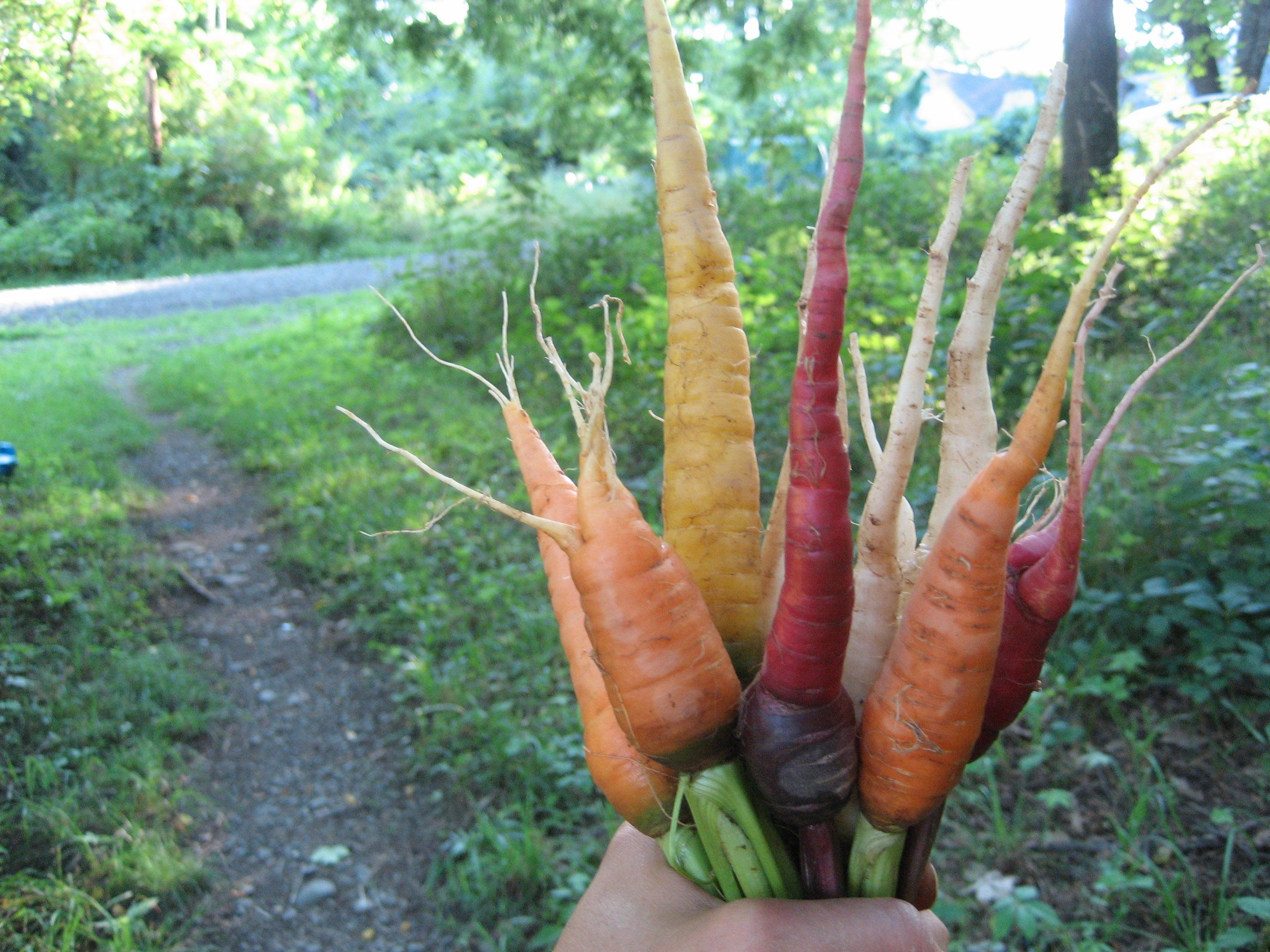 Kaleidoscope Carrots