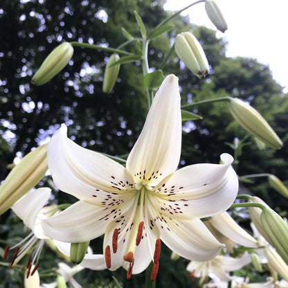 Asiatic Lily &