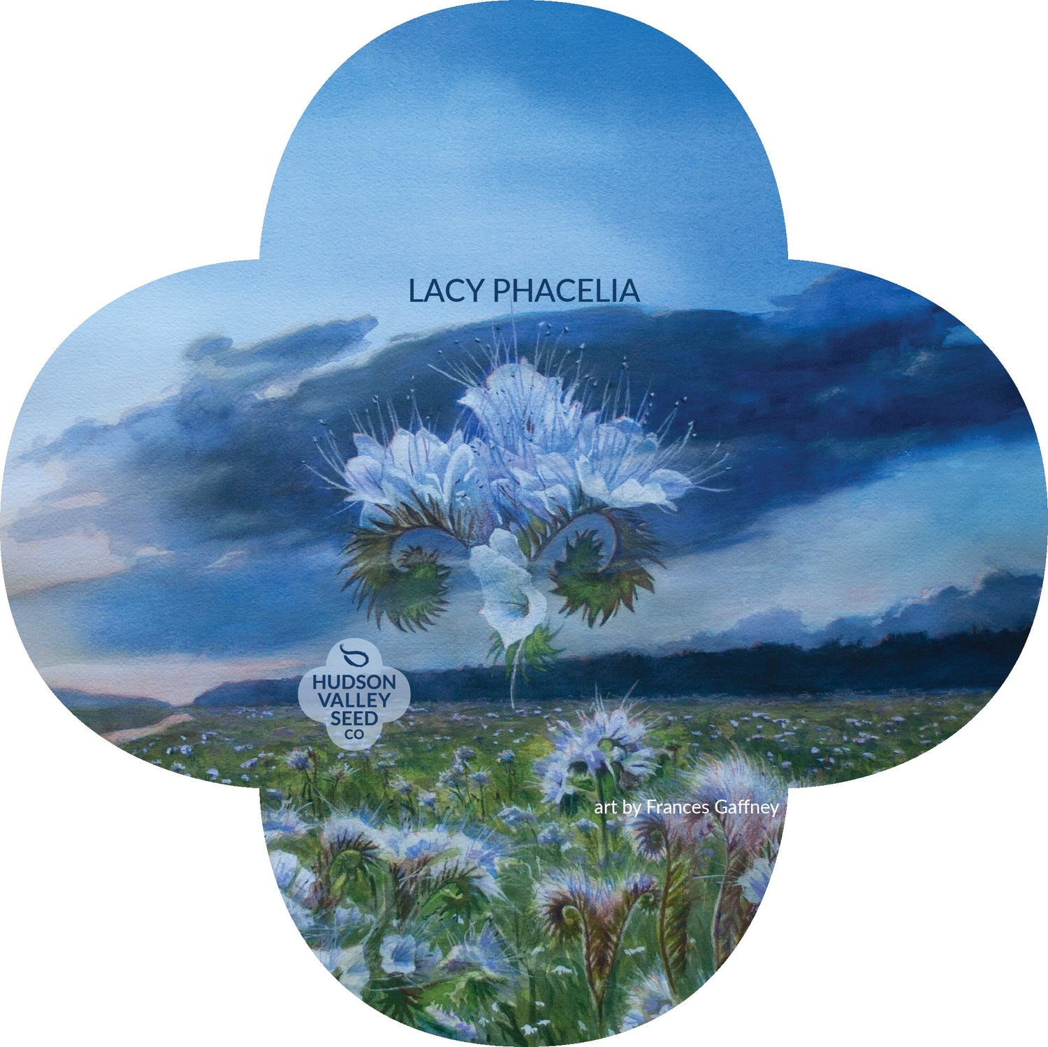 Lacy Phacelia vendor-unknown