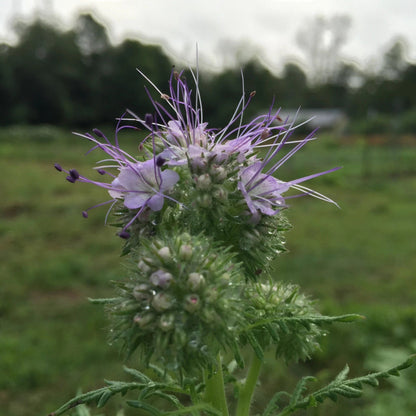 Lacy Phacelia vendor-unknown