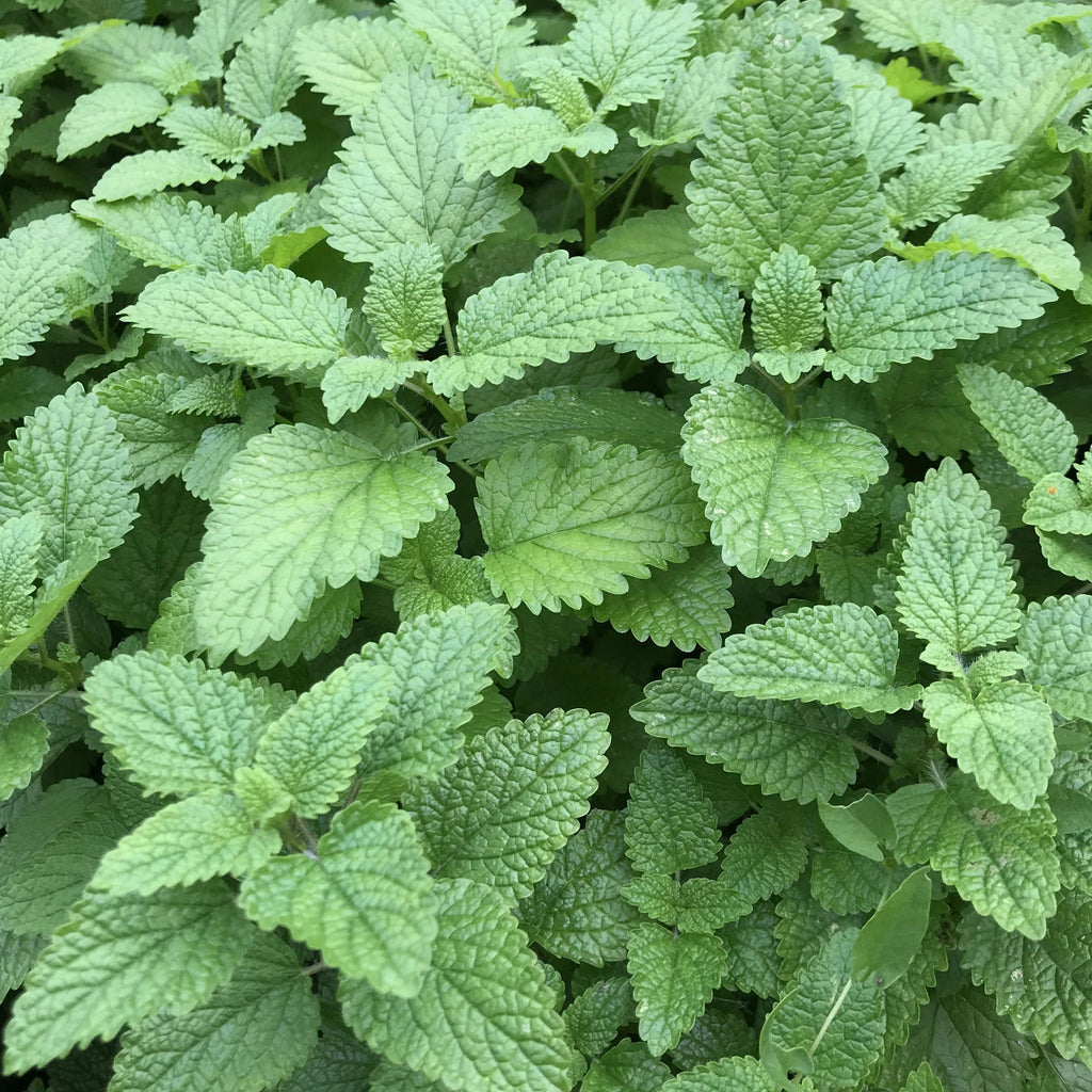 Lemon Balm Organic Seeds – Hudson Valley Seed Company