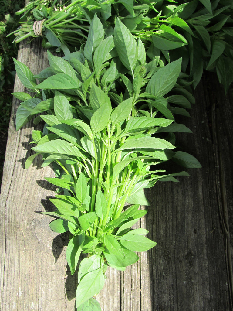 Lemon Basil Organic Seeds Hudson Valley Seed Company