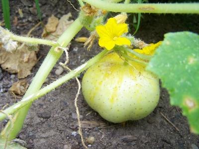 Lemon Cucumber vendor-unknown