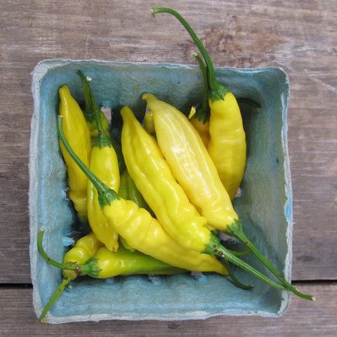 Lemon Drop Hot Pepper Organic Seeds – Hudson Valley Seed Company