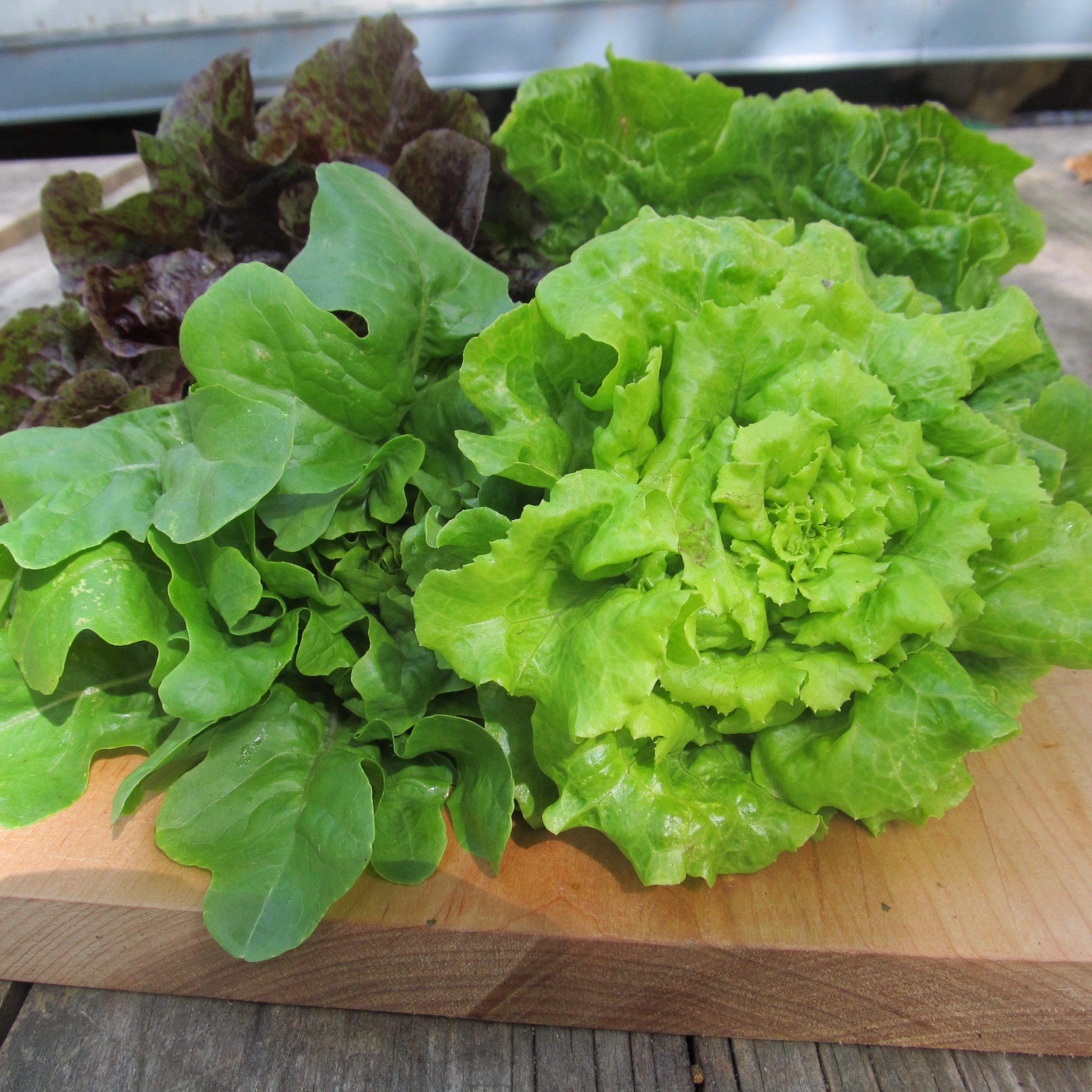 Little Gem Lettuce Mix vendor-unknown