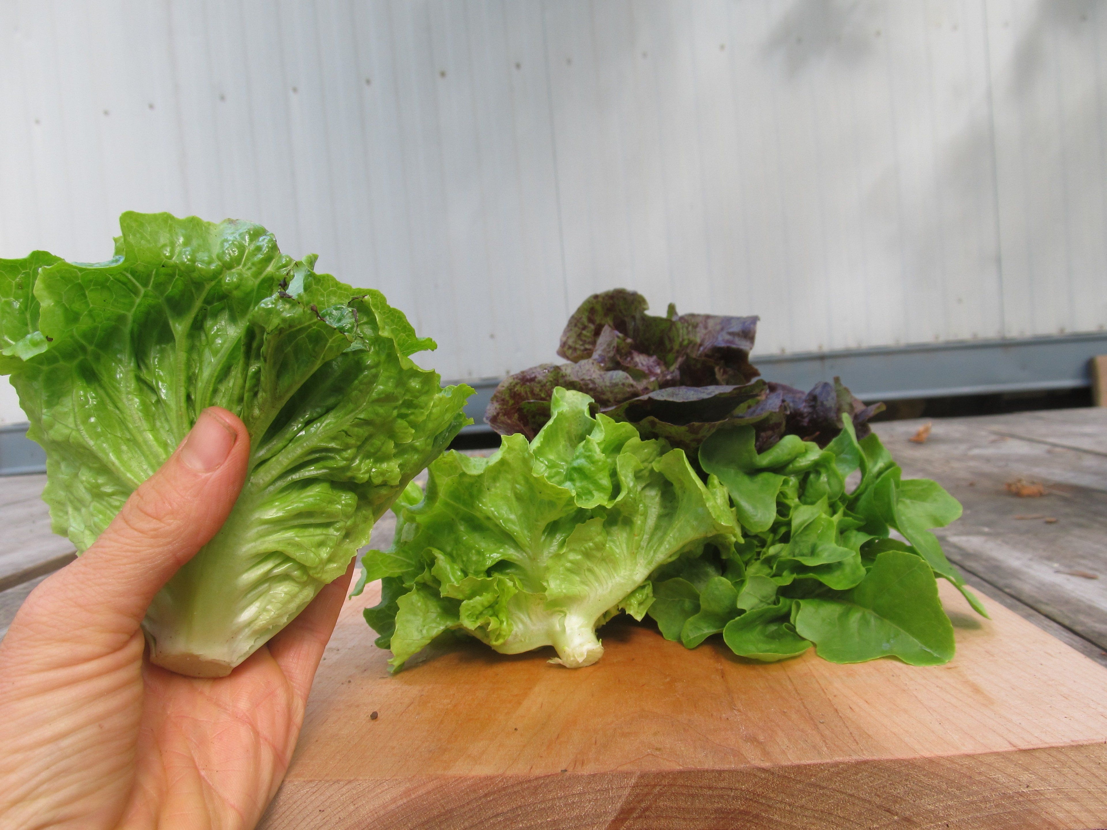 Little Gem Lettuce Mix vendor-unknown