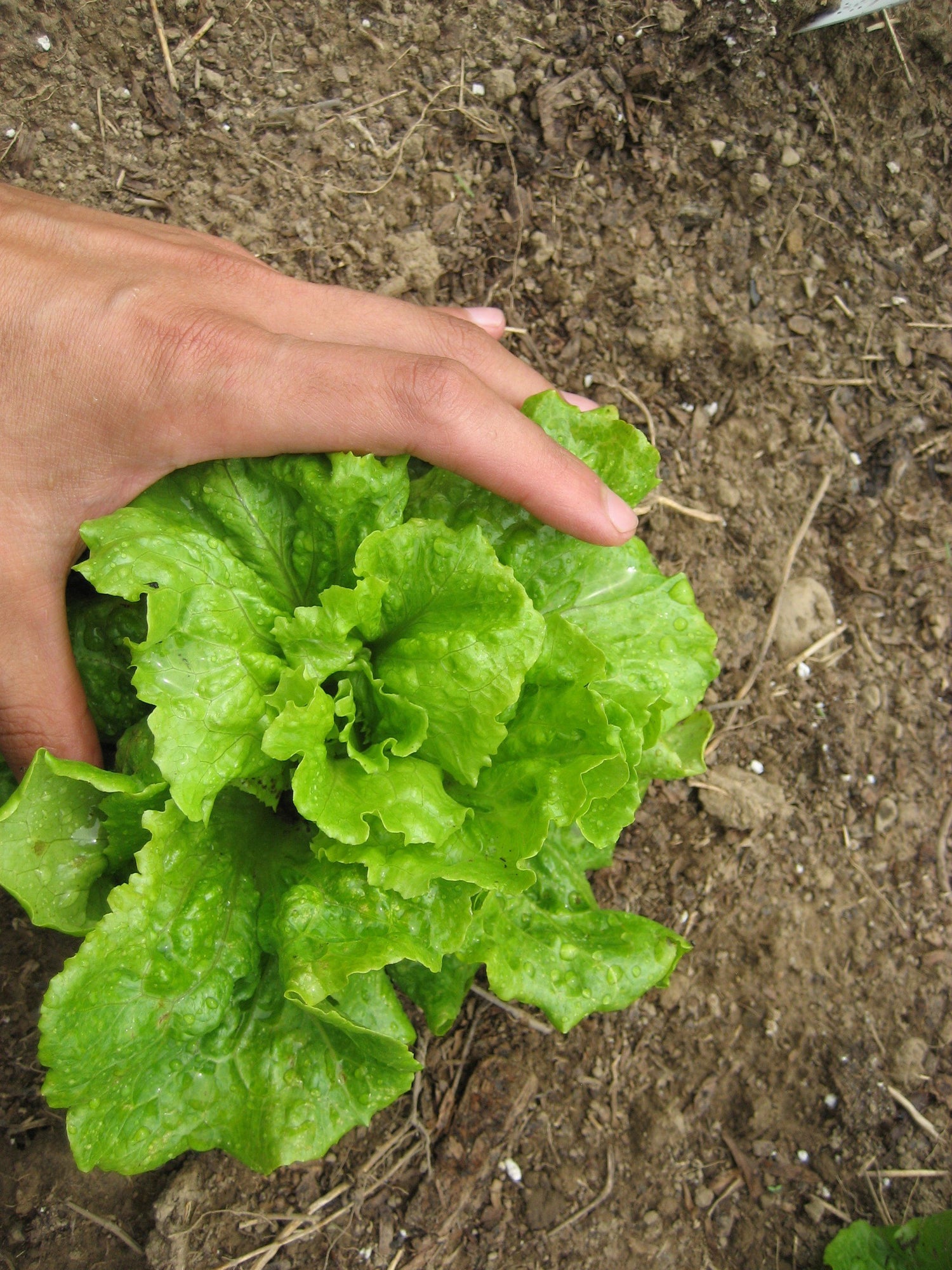 Little Gem Lettuce Mix vendor-unknown