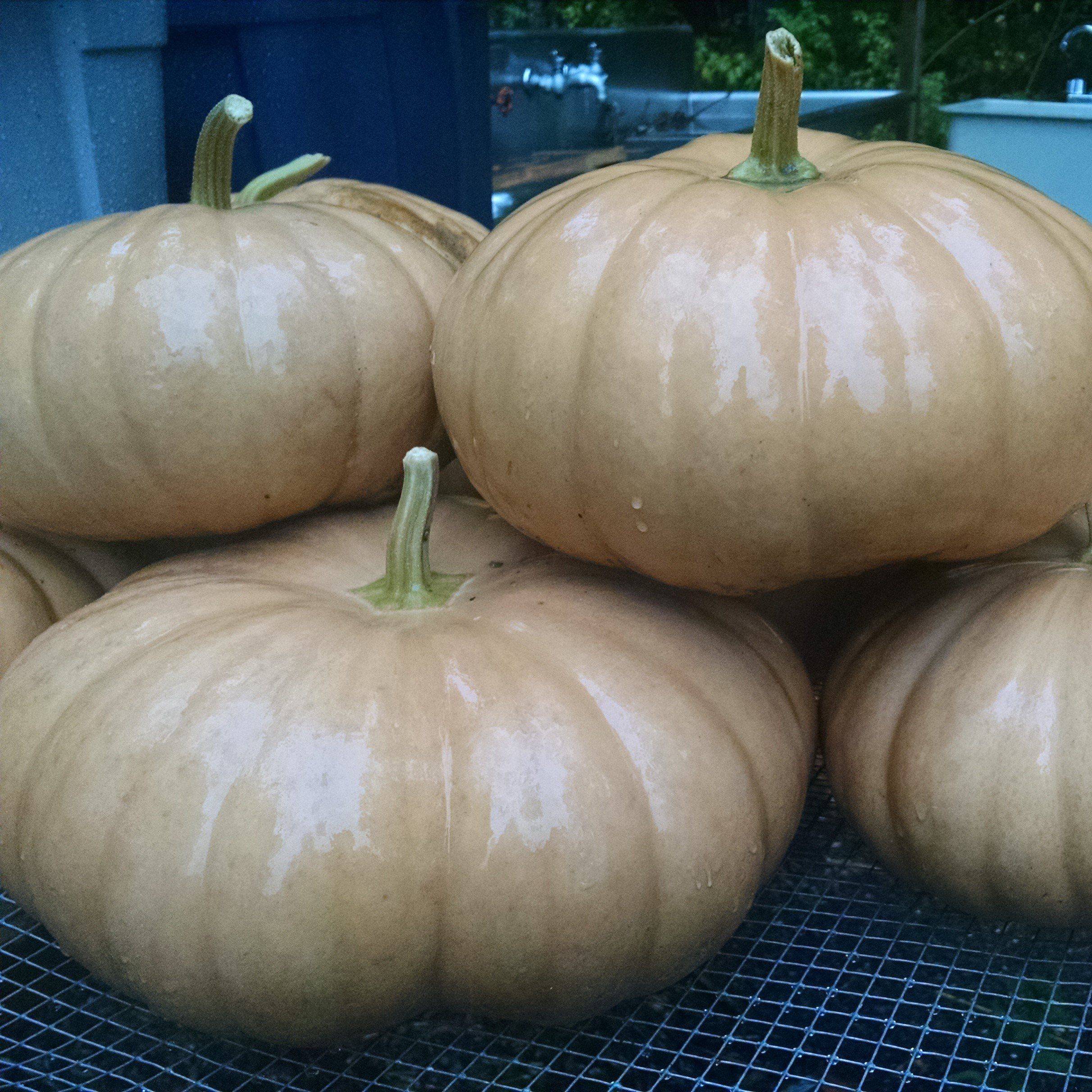 Long Island Cheese Pumpkin vendor-unknown