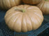 Long Island Cheese Pumpkin vendor-unknown