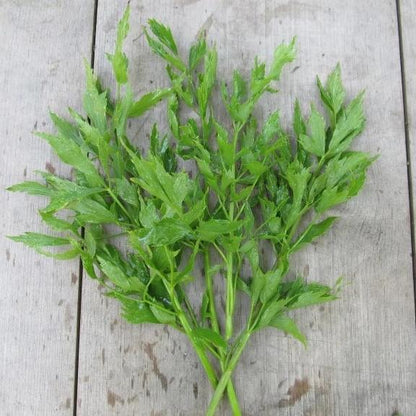 lovage plant seeds Lovage