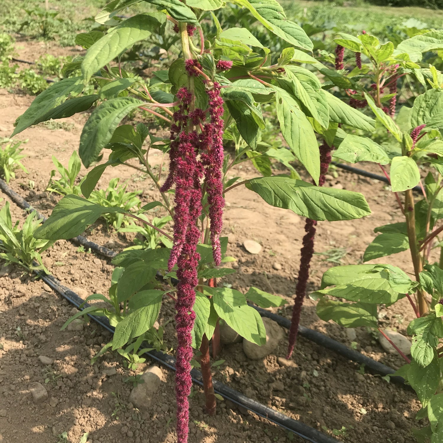 Love Lies Bleeding vendor-unknown