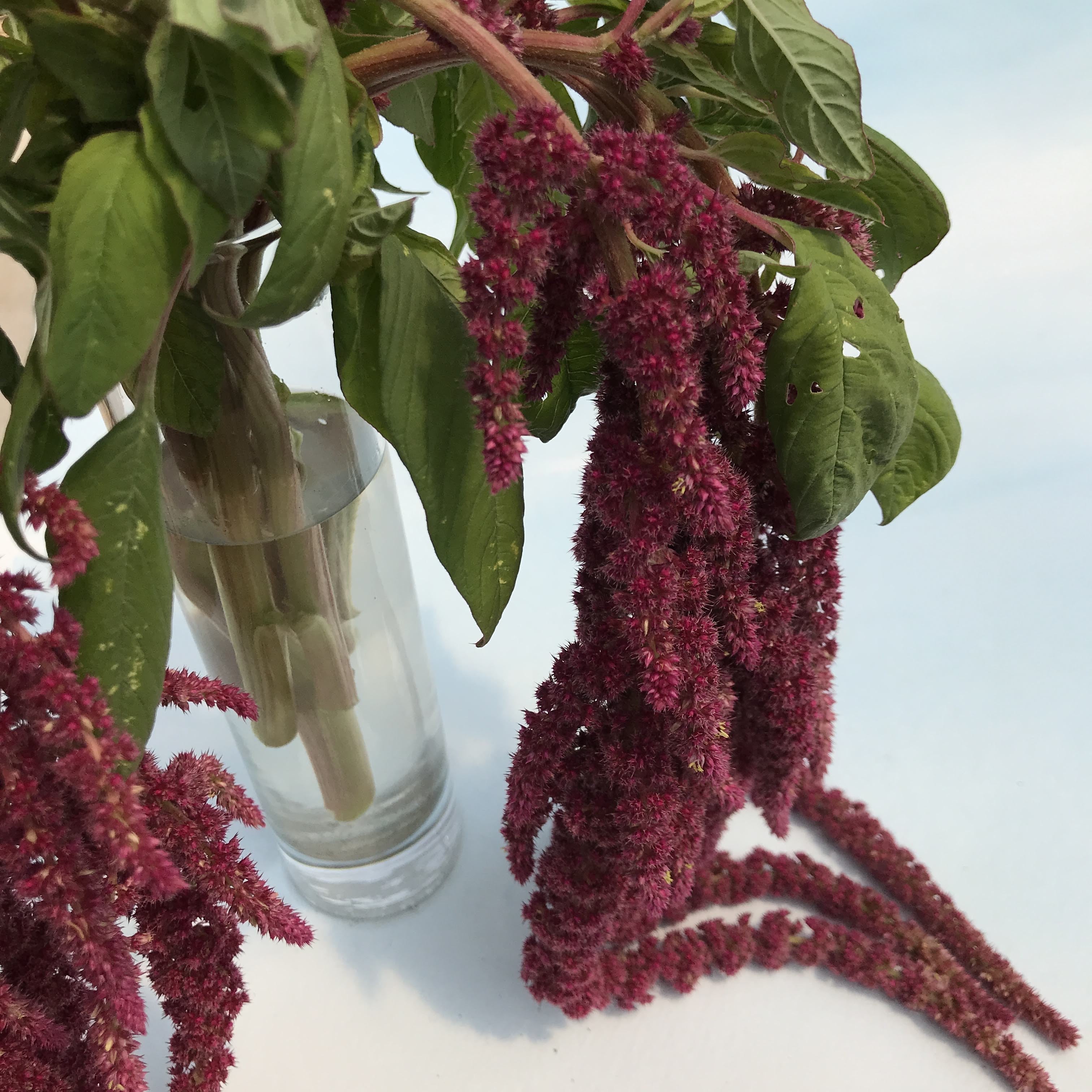 Love Lies Bleeding vendor-unknown