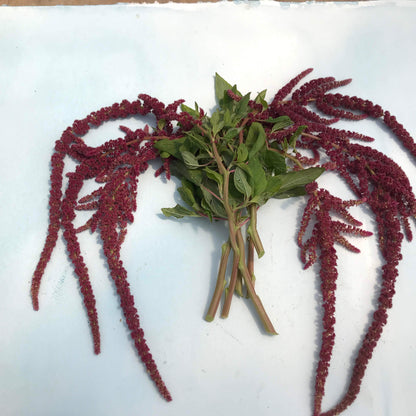 Love Lies Bleeding vendor-unknown