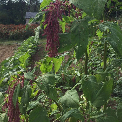 love lies bleeding plant seeds Love Lies Bleeding Organic Seeds 750 Seeds