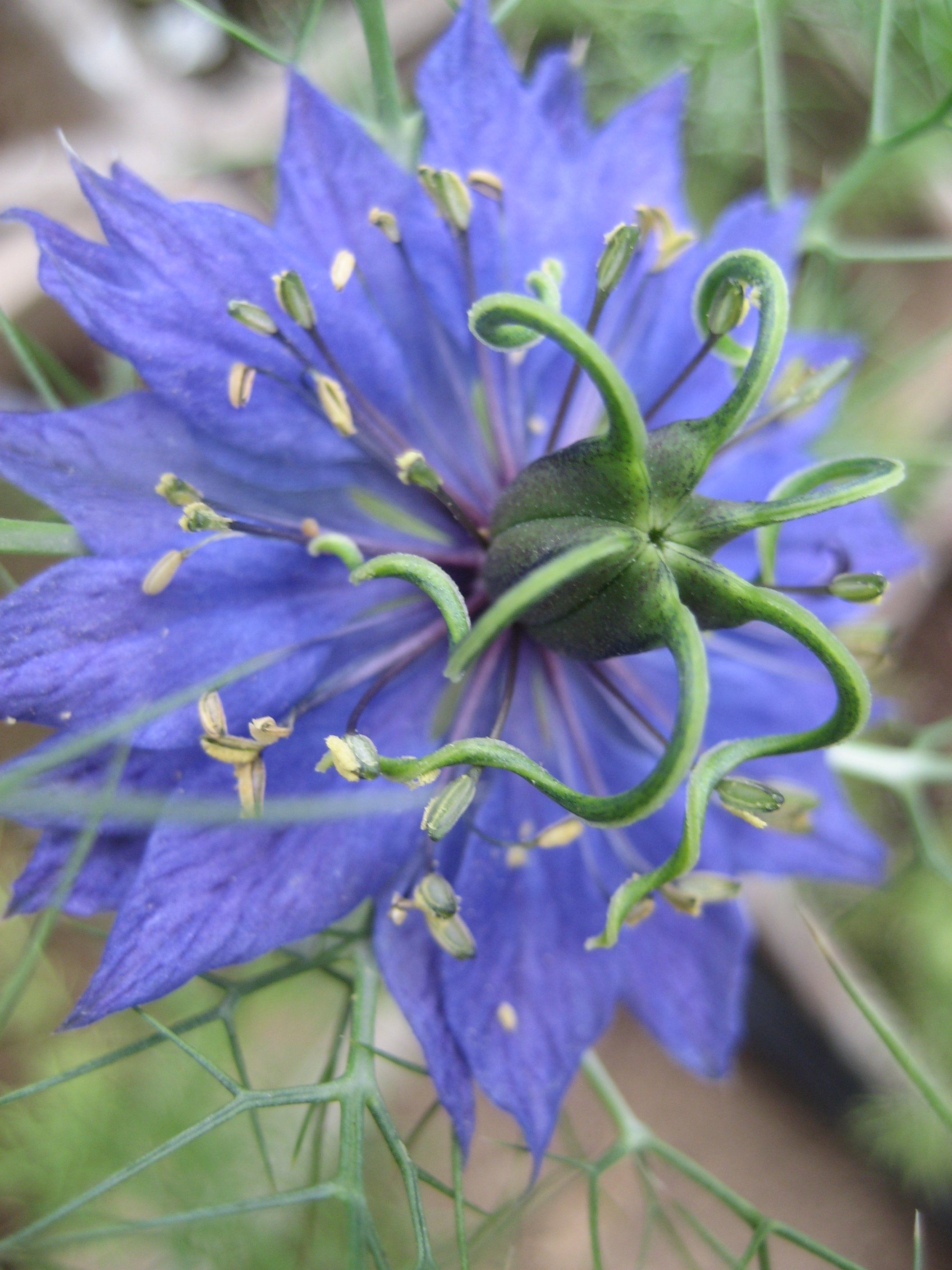 Love in a Mist vendor-unknown