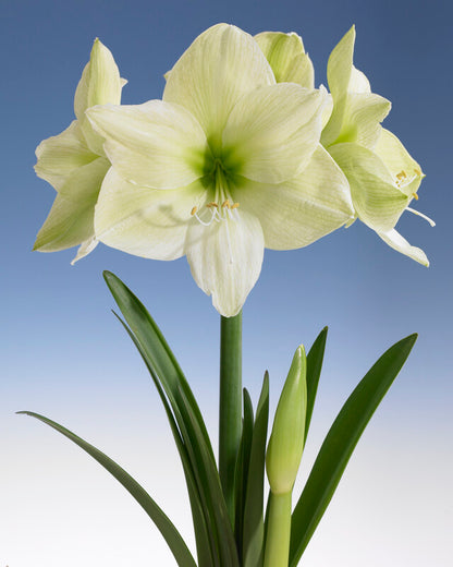 Dutch Amaryllis &