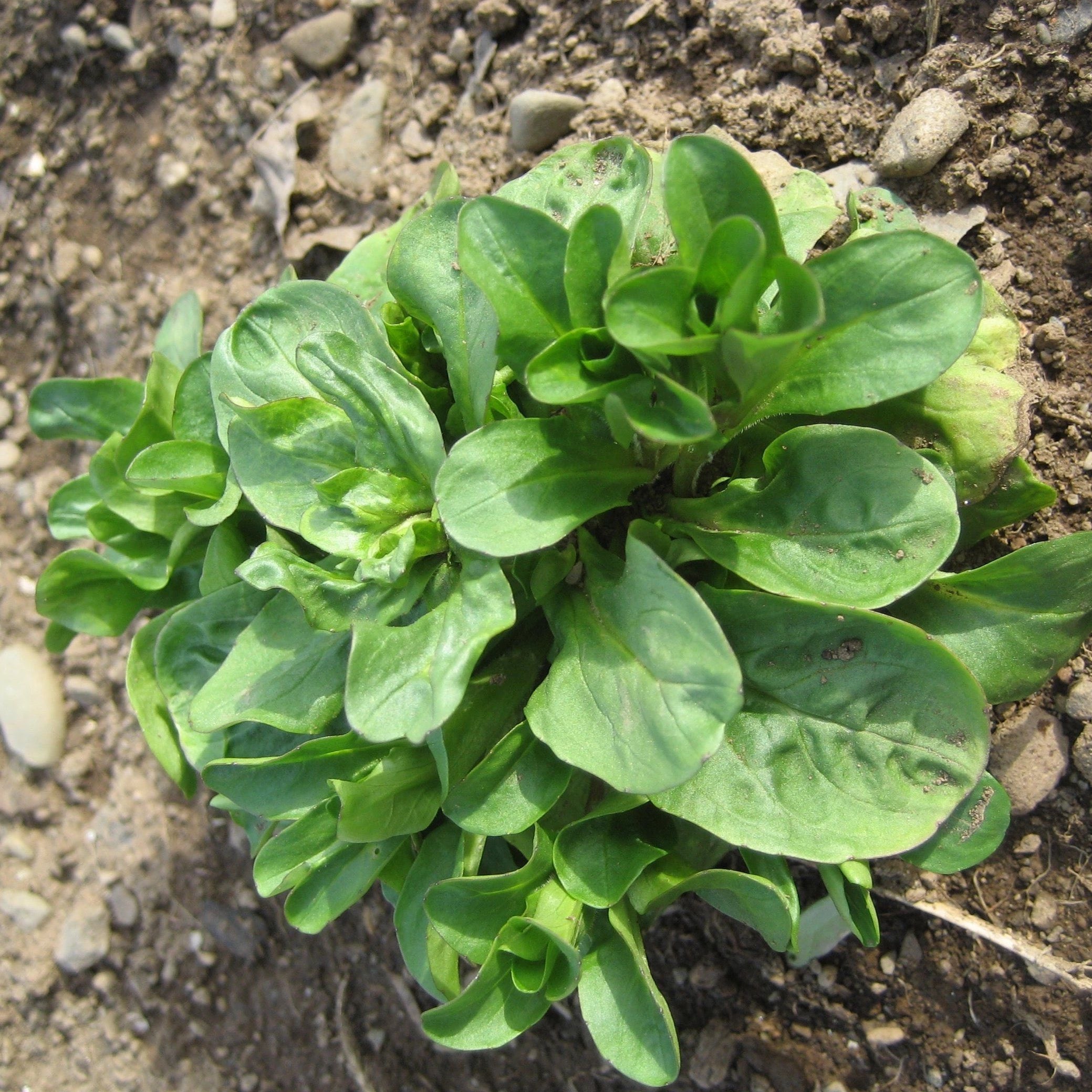Big Seeded Mache (Corn Salad) Seeds – Botanical Interests