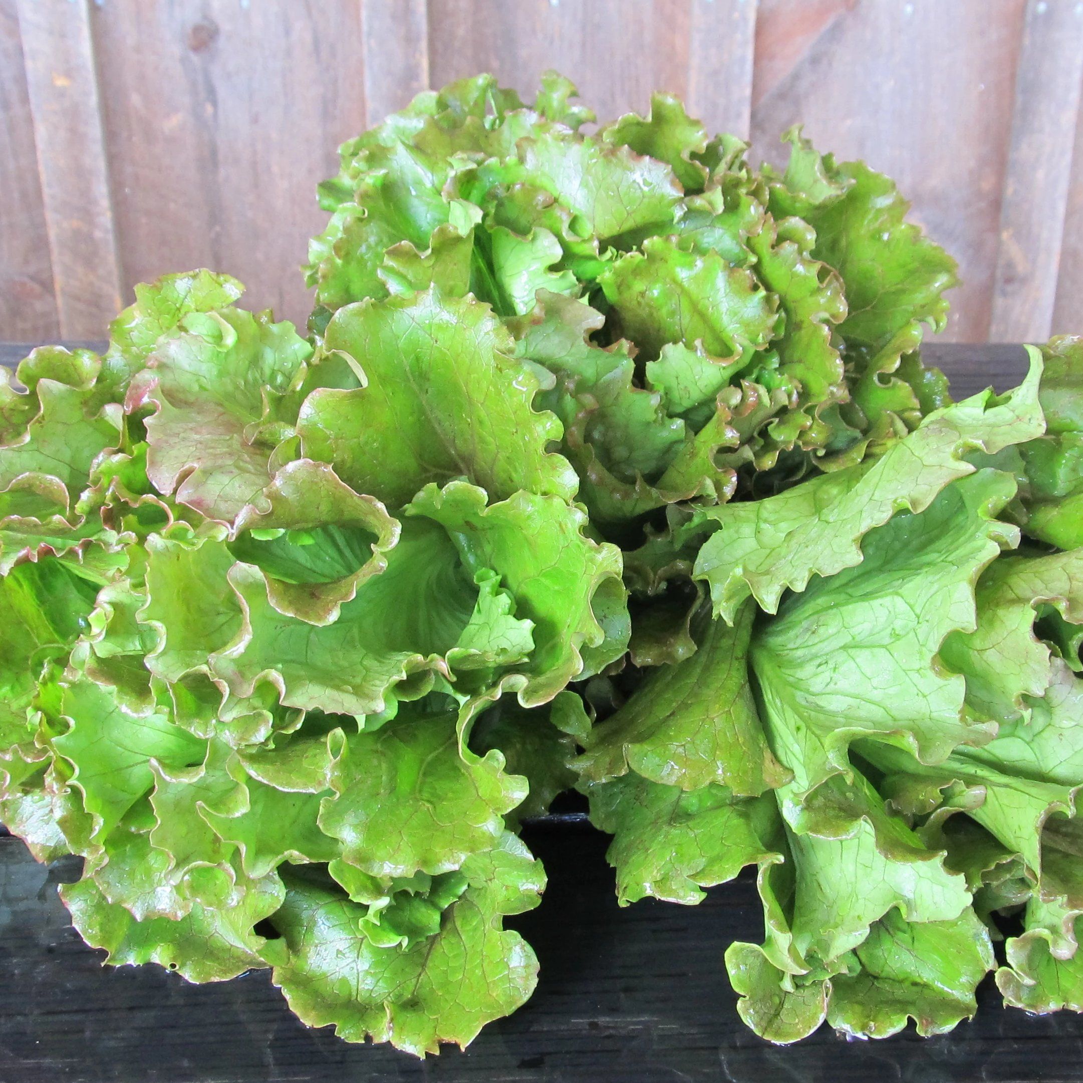 Magenta Lettuce vendor-unknown