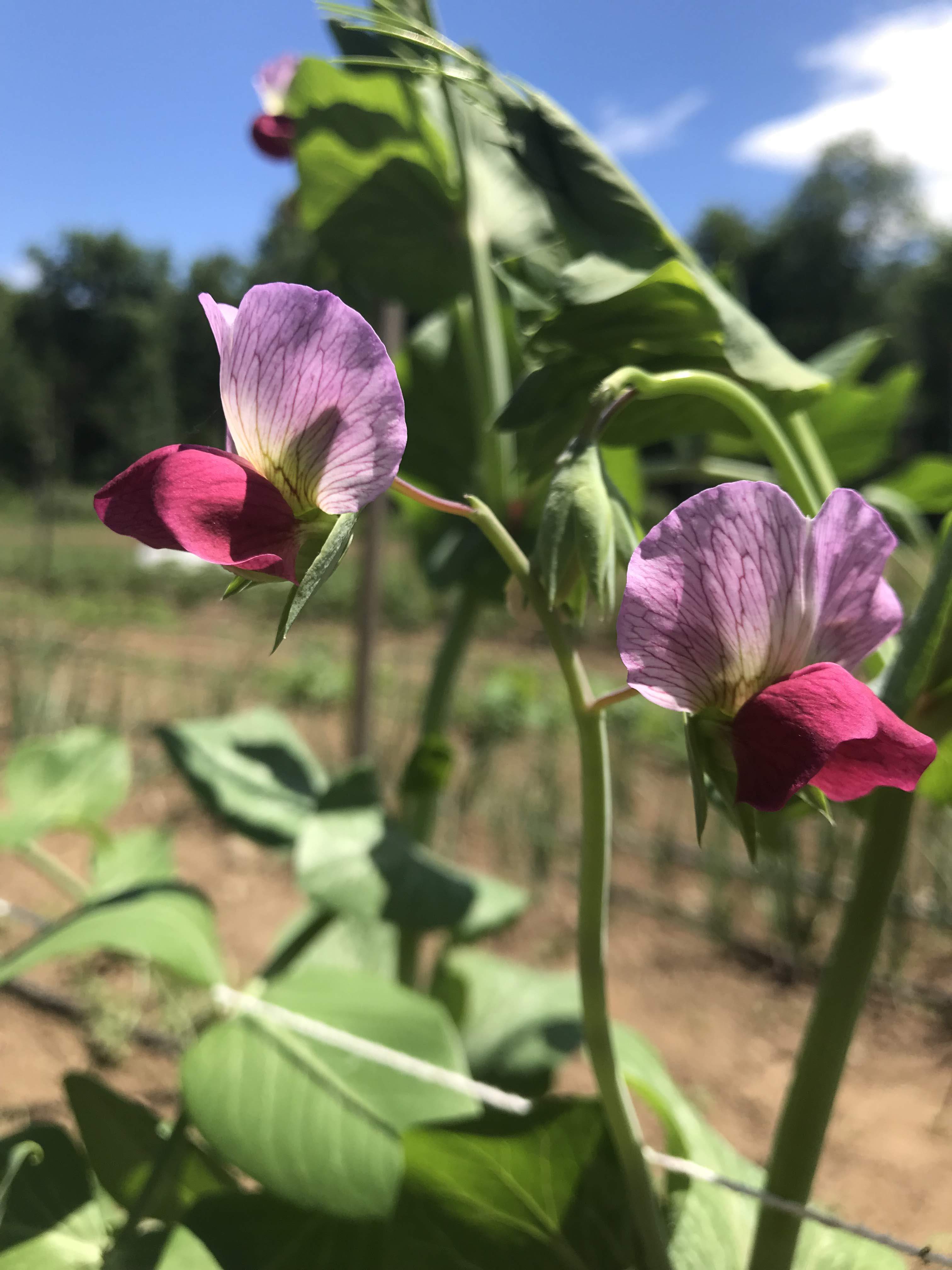 Magnolia Blossom Snap Pea vendor-unknown