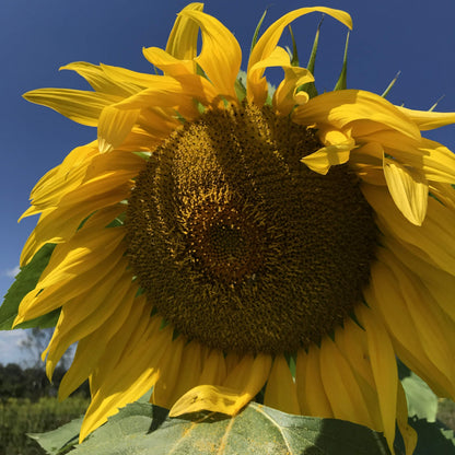striped sunflower seeds for planting Mammoth Gray Stripe Sunflower Organic Seeds 1 Ounce / Organic