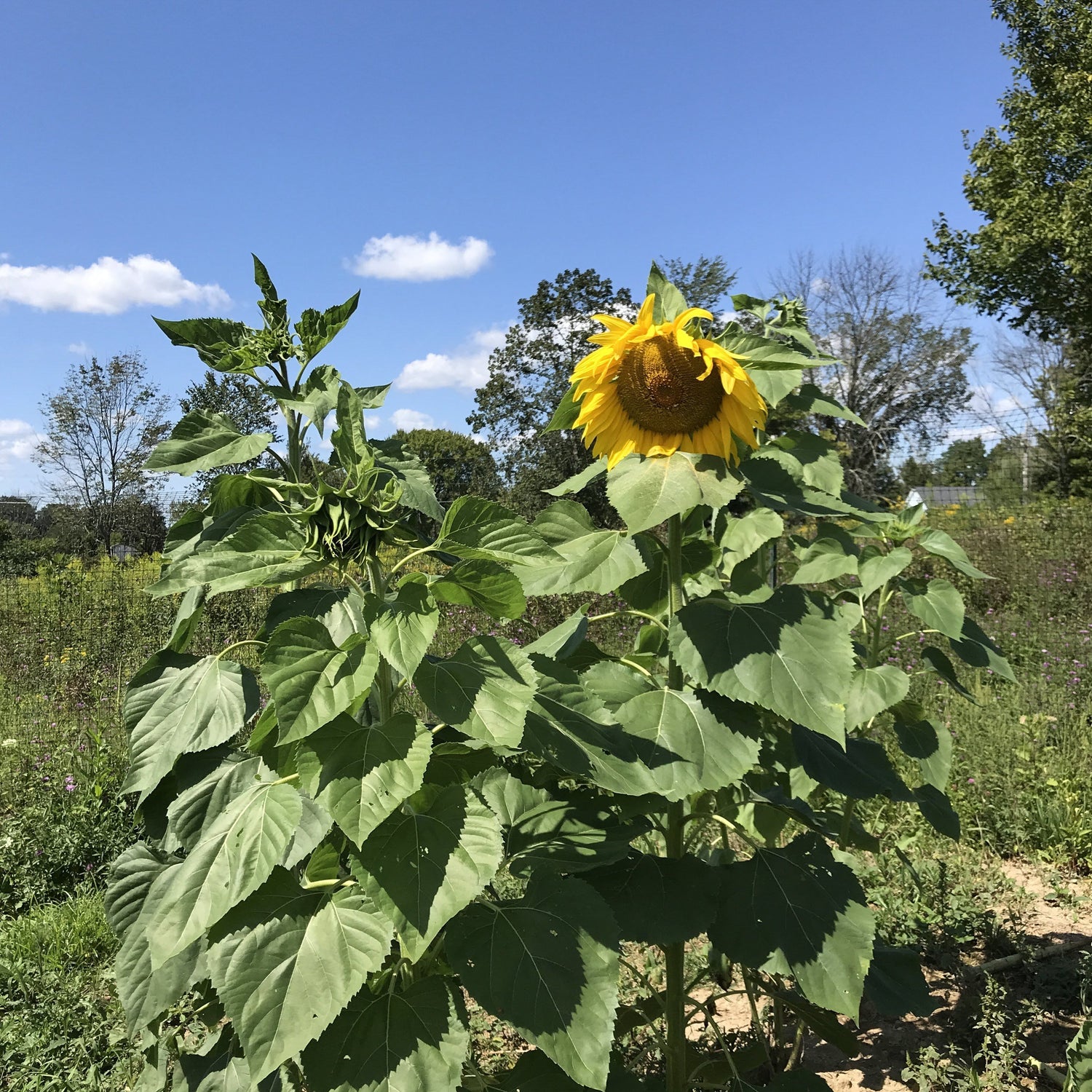 Mammoth Gray Stripe Sunflower vendor-unknown