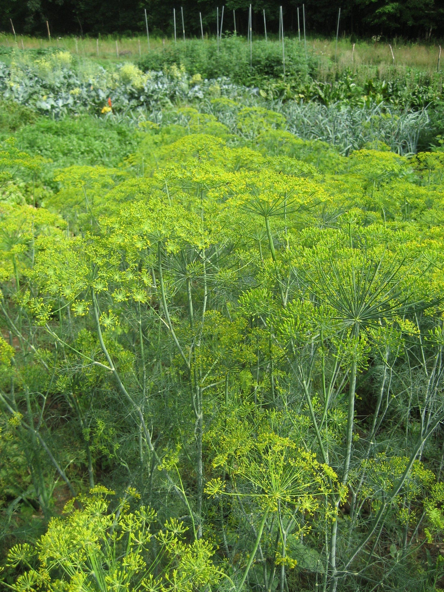 Mammoth Long Island Dill vendor-unknown